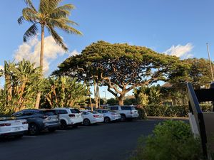 Maui