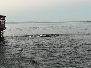 Monterey