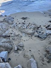 Monterey