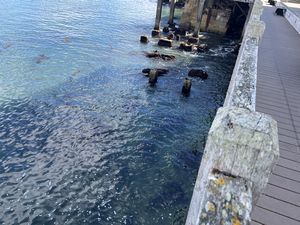 Monterey