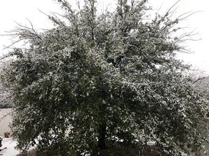 Snow